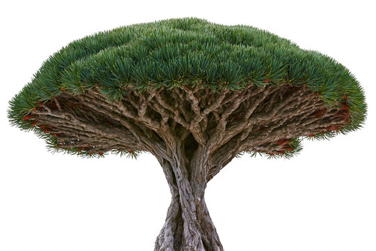 Dracaena draco tree with dense green foliage and gnarled trunk, isolated on transparent background