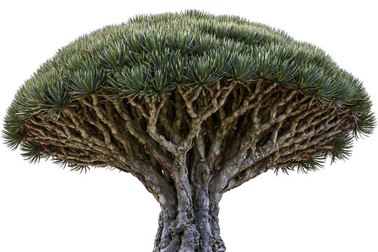 Dracaena draco dragon tree with dense green foliage and intricate branches, isolated on transparent background