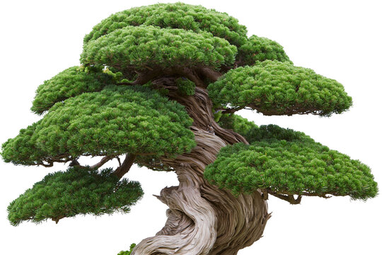 Twisted ancient pine bonsai tree with lush green foliage, isolated on transparent background