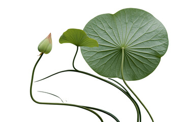 Green lotus bud and large leaf, isolated on transparent background © Emilia