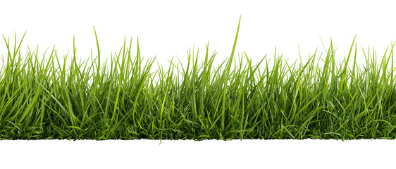 Lush green grass blades detailed texture, isolated on transparent background © Emilia