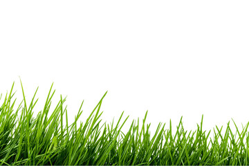 Fototapeta premium Lush green grass blades growing upwards, isolated on transparent background