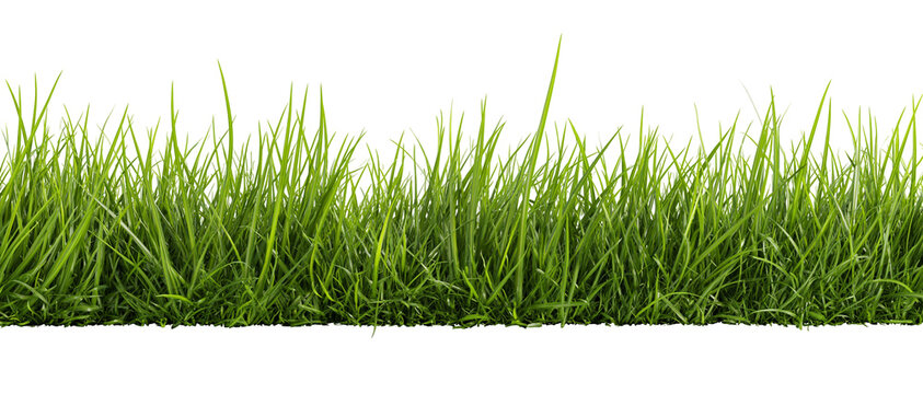Lush green grass blades detailed texture, isolated on transparent background