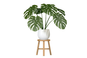 Large green monstera plant in a white pot on a wooden stool, isolated on transparent background © Emilia