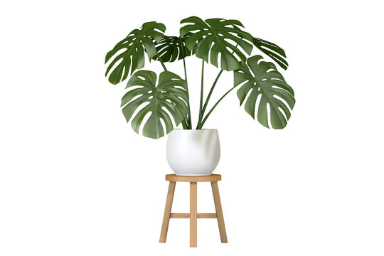 Large green monstera plant in a white pot on a wooden stool, isolated on transparent background