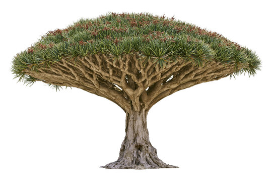 Dracaena draco dragon tree with dense green foliage and intricate branches, isolated on transparent background