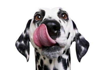 Fototapete Hund Dalmatian dog with black spots licking its nose, isolated on transparent background  © Emilia