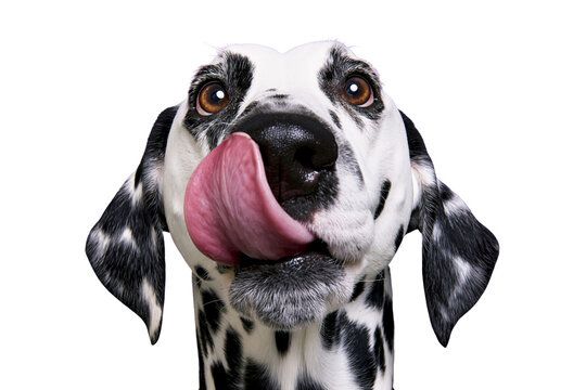 Dalmatian dog with black spots licking its nose, isolated on transparent background