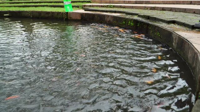 Wide shot of a decorative park pond where a person approaches the concrete edge to feed a swimming school of orange Koi fish (Cyprinus rubrofuscus) gathering in the water.