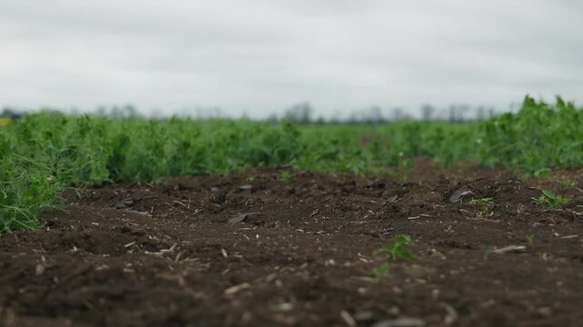 Wide shot of a flowering pea field under a cloudy sky. Agricultural landscape with green crops extending to the horizon. Natural weeds visible within the plantation.