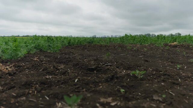 Wide shot of a flowering pea field under a cloudy sky. Agricultural landscape with green crops extending to the horizon. Natural weeds visible within the plantation.