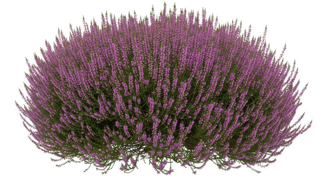 A dense, rounded bush of blooming purple heather flowers with green foliage isolated against a solid black background