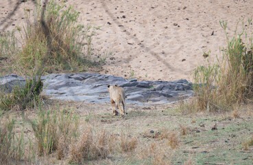 Afrikanische Tiere Löwin oder Löwe im Busch vom Krüger National Park - Kruger Nationalpark Südafrika © Mathis