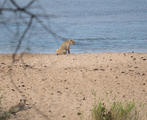 Afrikanische Tiere Löwe im Busch vom Krüger National Park - Kruger Nationalpark Südafrika © Mathis