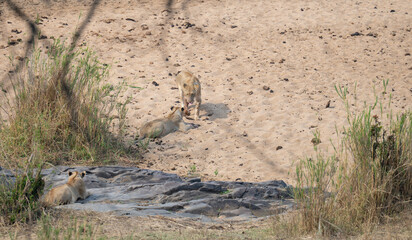 Afrikanische Tiere Löwin oder Löwe im Busch vom Krüger National Park - Kruger Nationalpark Südafrika © Mathis