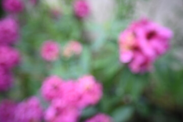 Obraz premium Bokeh background blur for artistic decor backdrop