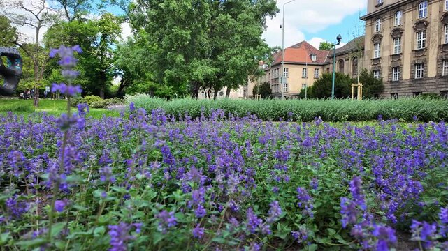 Blooming purple catmint flowers in the foreground of a city park, featuring lush green deciduous trees and a historic multi-story building with classic architecture under a bright blue summer sky.