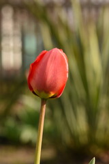 Fototapeta premium Vertical side macro close-up of a single red tulip on a natural background.
