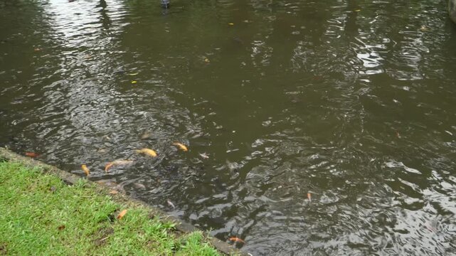 Panning shot across a dark water park pond in Southeast Asia, revealing a school of colorful Koi fish (Cyprinus rubrofuscus) swimming naturally near a grassy edge with water surface reflections.