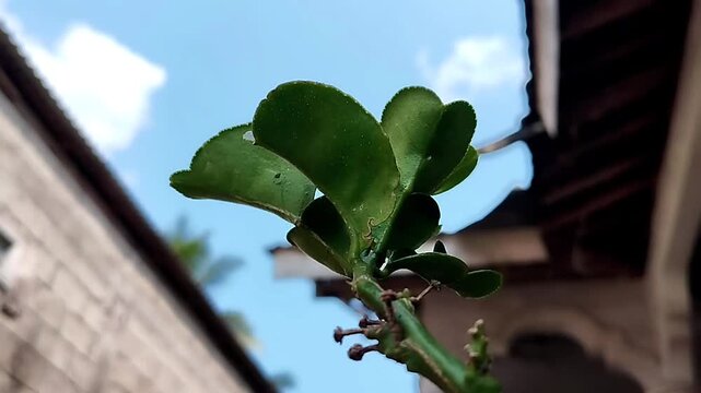 Footage shows the kaffir lime branch and leaves from a low angle against a blue sky and white clouds.