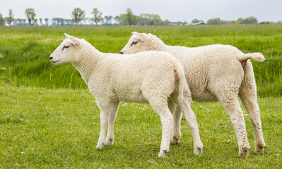 Obraz premium Two lambs standing in the grass in Groningen, Netherlands