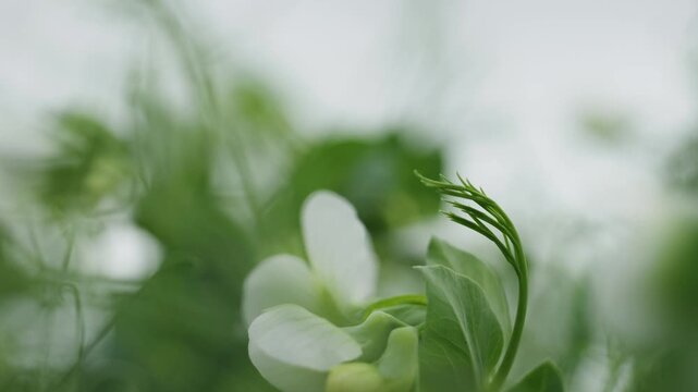 Macro shot of green pea plant tendrils and leaves. Detailed view of curling vines and foliage with shallow depth of field. 