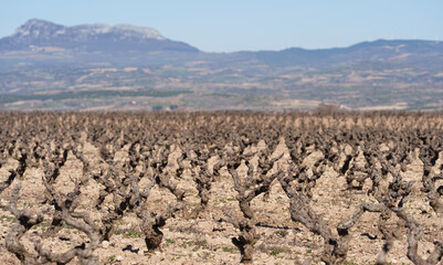 Obraz premium Old Pruned Vineyard Vines with Mountain Backdrop Under Blue Sky