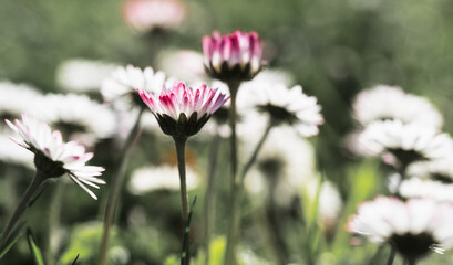 Pink tipped common daisies in soft spring meadow light © Vjom