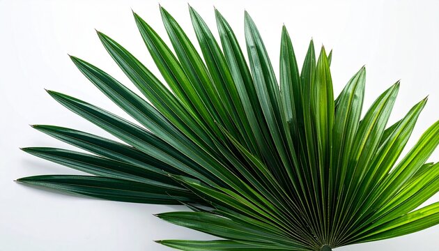 palm tree leaf