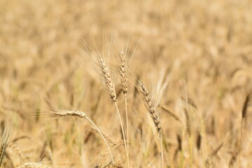 Fototapeta premium Wheat crop texture with dry grain ears, natural pattern of agricultural plants in close up. Natural background of cereal grain surface, agriculture harvest, farming, organic food. Copy space, Close-up