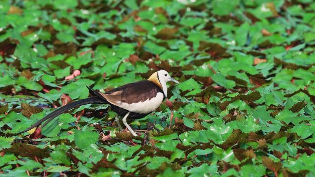 Pheasant Tailed Jacana Closeup in Water Chestnut Field, Jacana Bird Detailed View in Aquatic Habitat, Taiwan