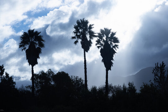 dramatic sunrays  and silhouette of palm trees