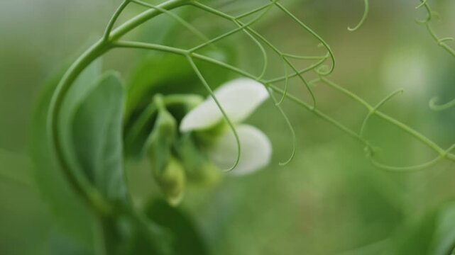 Macro shot of green pea plant tendrils and leaves. Detailed view of curling vines and foliage with shallow depth of field. 