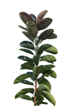 Tropical tree isolated, Ficus elastica rubber plant on white background for design element