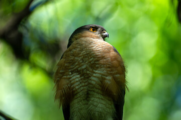 Profile portrait of a male Eurasian sparrowhawk in natural habitat. Predatory gaze of a male sparrowhawk. A small hawk with intense orange eyes sitting on a branch against a blurred green background. © Dina Luk