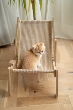 Adorable Golden British Shorthair kitten sitting on a small cute cat chair on a hardwood floor with a plant and curtains on the background and looks away with sleepy eyes  in a house in Edinburgh
