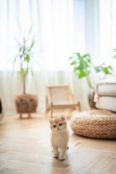 A cute Golden British Shorthair cat kitten elegantly walks across a living room of a house in Edinburgh, Scotland, United Kingdom, with a cat tree, plan pot and chair on a hardwood  floor