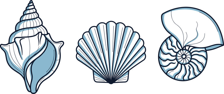 Detailed seashell illustration set with conch scallop and nautilus marine shells hand drawn vector for beach coastal design