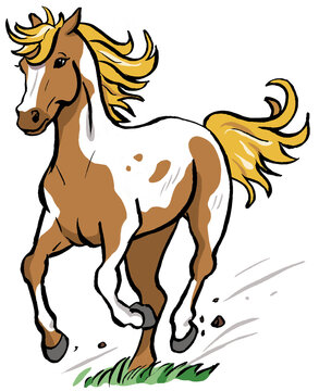 American Paint Horse im Galopp, braun gescheckt
