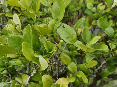Combava tree plant, with green foliage and branches and small citrus fruit. Tropical garden and culinary aid plant