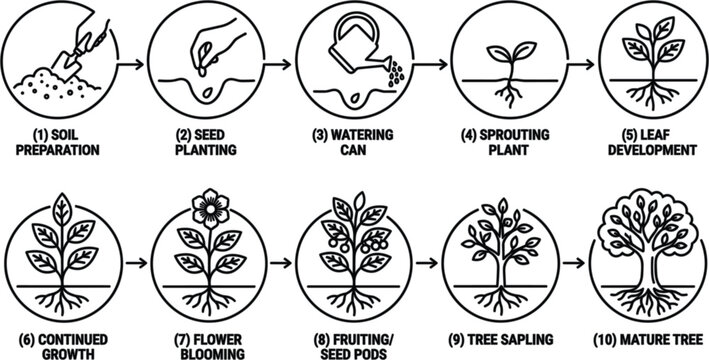 Plant growth cycle icons set with gardening stages and tree life cycle line art vector