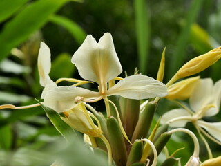 Fototapeta premium Tropical yellow ginger flower with green blurred background and copy space. Tropical garden detail, zen and wellness concept