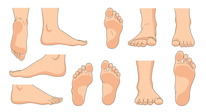 Collection of human feet illustrations in various poses and angles including top view side view and sole view for anatomy study.