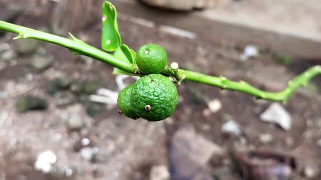 Footage presents a close-up of two kaffir lime fruits growing side by side on a horizontal branch.