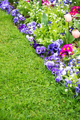 Springtime French garden colorful flowerbed with tulip, bellis, pansy, daisy, viola flowers, vivid green lawn  abstract concept of diversity and order, diagonal composition, copy space background © Elena Dijour