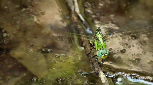 Realtime closeup footage of a female Anax nigrofasciatus laying eggs in a natural freshwater pond during spring season in Himachal Pradesh, India.