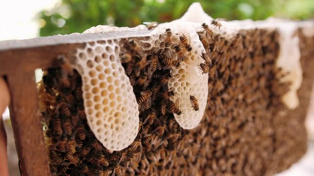 Close up of bees on a wax honeycomb, working together in their colony on a wooden beehive frame