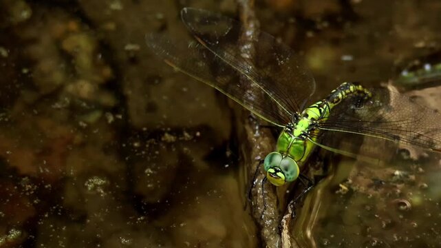 Closeup slowmotion video of a female Anax nigrofasciatus dragonfly performing oviposition behavior on a floating twig in a natural freshwater pond during March in Himachal Pradesh, India.