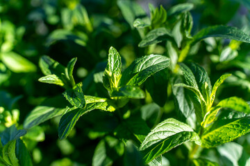 Fototapeta premium Fresh green mint leaves growing outdoors in sunlight, close up view of aromatic herb foliage with shallow depth of field.