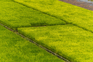 Obraz premium Asian golden rice paddy field vietnam green farm. Eco agriculture rice landscape concept. Harvest agriculture planting cultivation gold, green rice terraces organic farm with tropical natural sunrise
